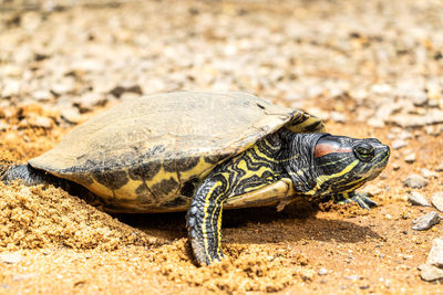Close-up of turtle spawning