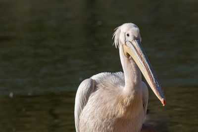 Close-up of pelican