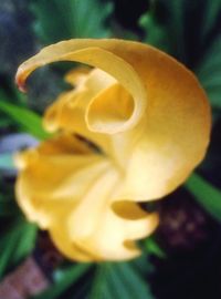 Close-up of day lily blooming outdoors