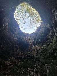 tree