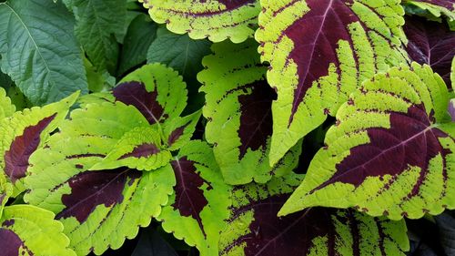 Full frame shot of the coleus plant