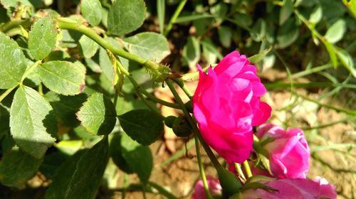 Close-up of pink flowers blooming outdoors