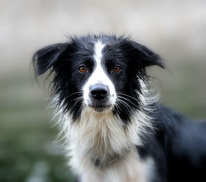 Portrait of border collie against field
