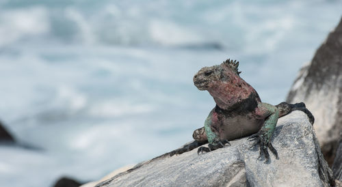 Close-up of iguana on rock