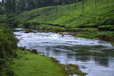 Scenic view of river flowing in forest