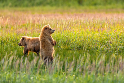 Black dog standing on field