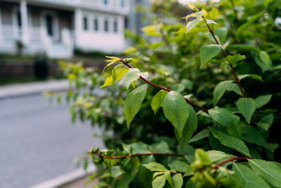 Close-up of plant