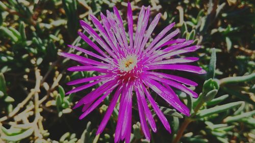 Close-up of pink flower blooming