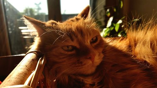 Close-up portrait of cat