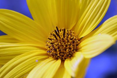 Close-up of yellow flower