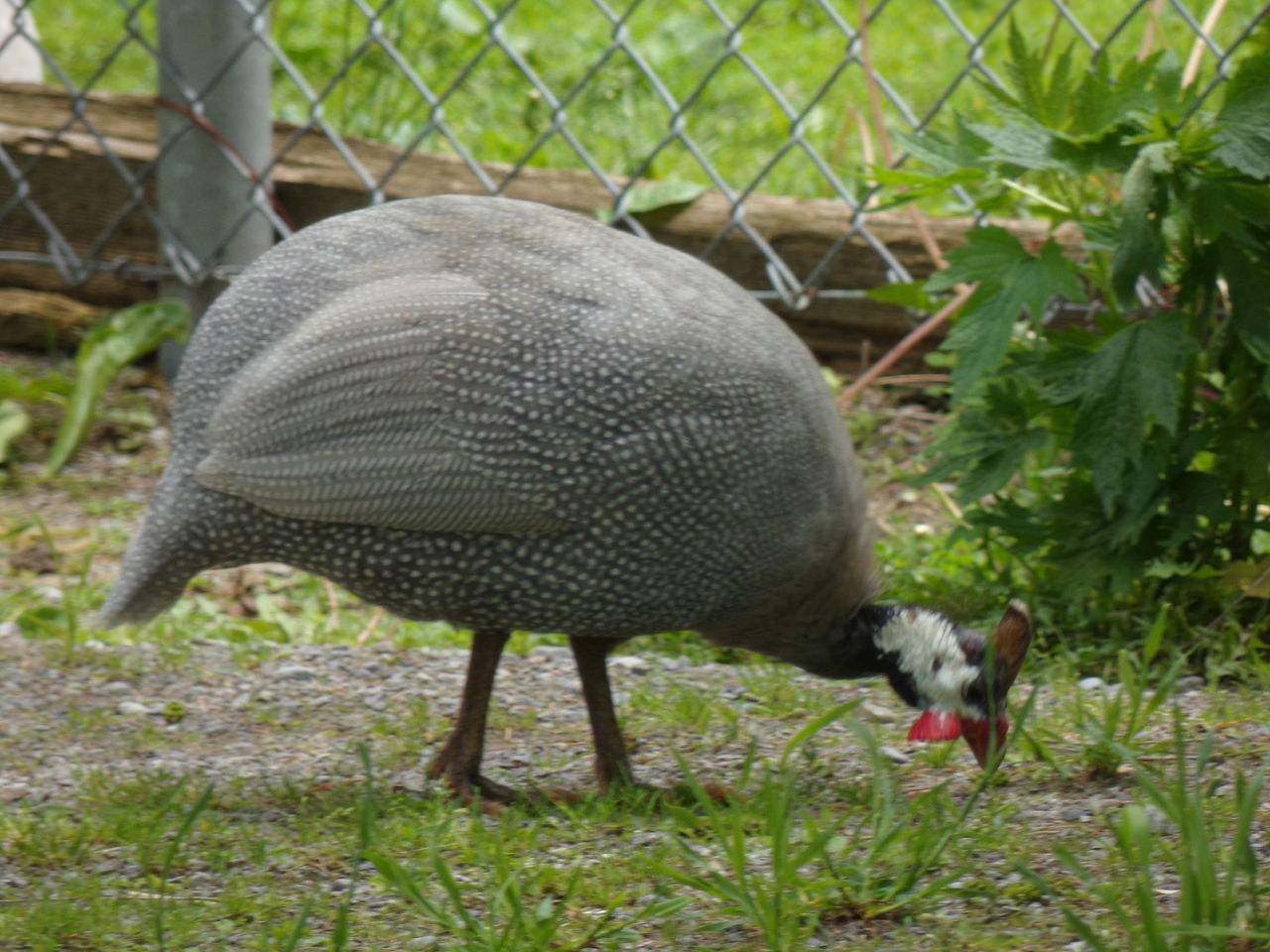 VIEW OF A DUCK ON FIELD