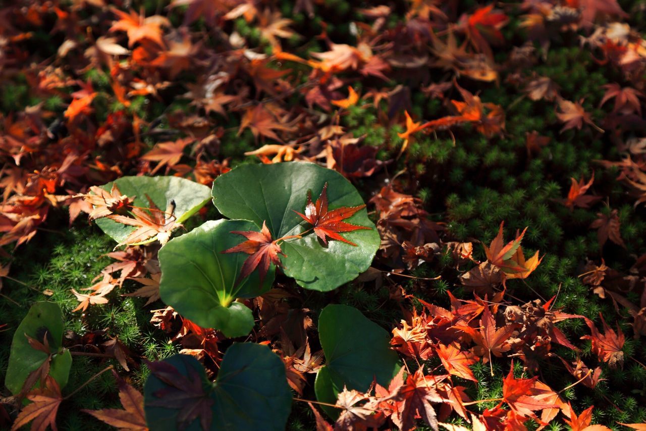 leaf, growth, season, freshness, autumn, fragility, change, beauty in nature, close-up, plant, nature, flower, backgrounds, springtime, focus on foreground, in bloom, botany, leaves, day, red, tranquility, full frame, outdoors, vibrant color, green color, scenics, plant life, green, growing, flower head, blossom, formal garden