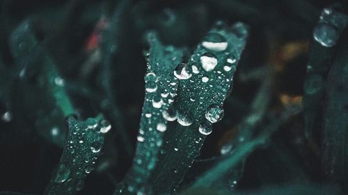 Close-up of raindrops on plant