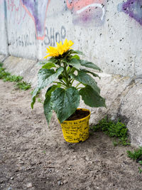 Close-up of yellow flower pot against wall