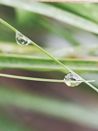 Close-up of water drop on leaf