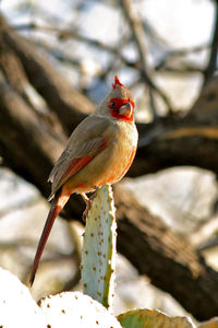 Close-up of bird perching on tree