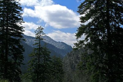 Trees and mountains against cloudy sky