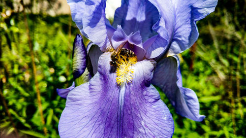 Close-up of bee on purple crocus flowers