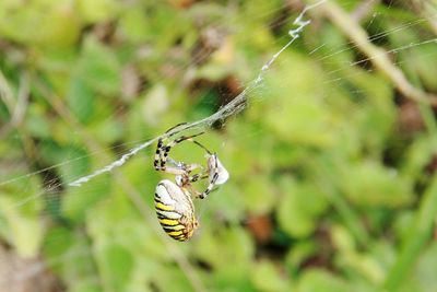 Close-up of spider on web