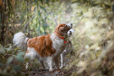 Dog stands between reeds on a path 