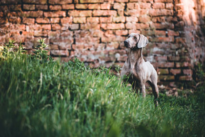 View of an animal on land