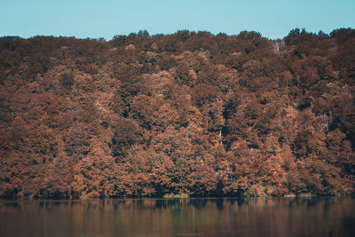 Scenic view of trees against clear sky