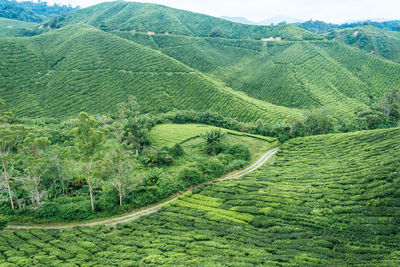 Scenic view of agricultural landscape