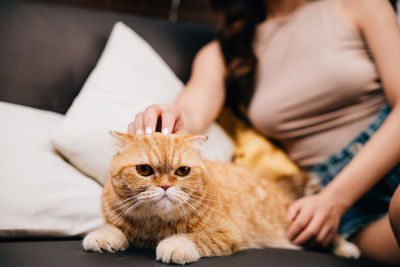 Midsection of woman holding cat