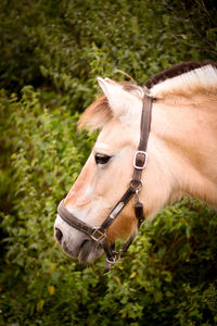 Close-up side view of horse on grass