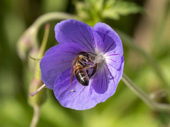 Close-up of bee on purple flower