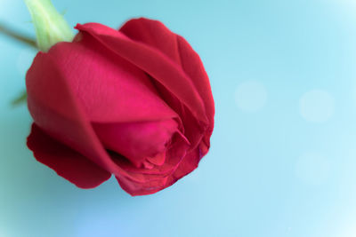 Close-up of red rose against blue sky