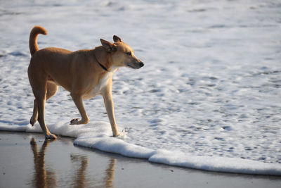 Dog on wet beach