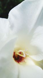 Close-up of white rose