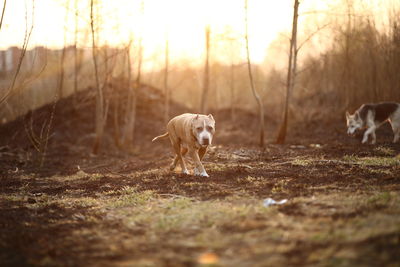 Dog running in a field