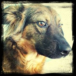 Close-up of dog looking away