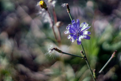 Close-up of bee on purple flowering plant