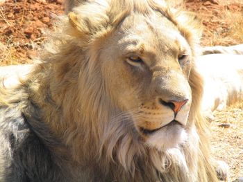 Close-up of lion at zoo