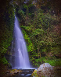 Scenic view of waterfall in forest