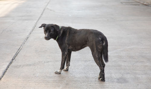 Dog standing on footpath