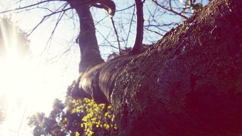 Low angle view of horse on tree against sky