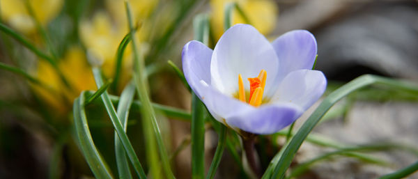 Purple crocus flower bloom isolated on a garden