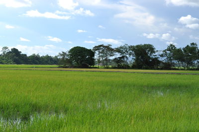 Scenic view of agricultural field against sky