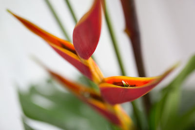 Close-up of red flower