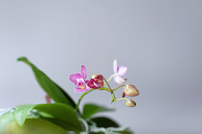 Close-up of pink flower buds against white background