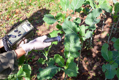 Scientist using portable geiger counter to measure radiation levels in green plants