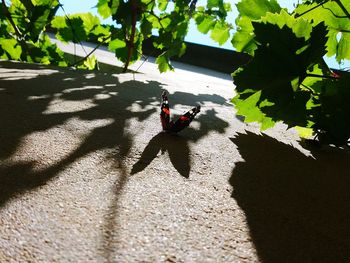 High angle view of insect on plant