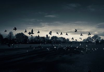 Flock of birds flying against sky