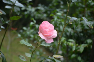 Close-up of pink rose