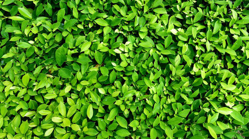 Full frame shot of fresh green plants