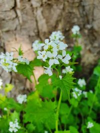 Close-up of white flowering plant